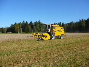 Kerääjäkasvina italianraiheinä.